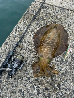 アオリイカの釣果