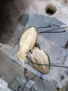 モンゴウイカの釣果