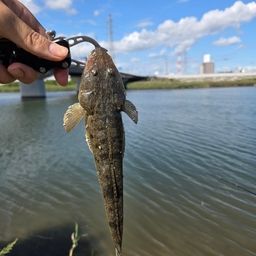 マゴチ