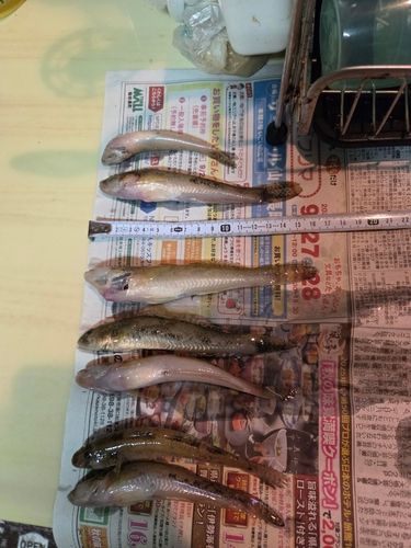 ハゼの釣果