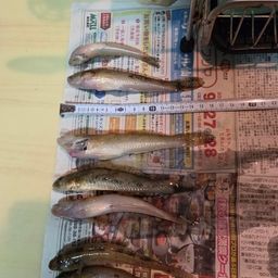 ハゼ