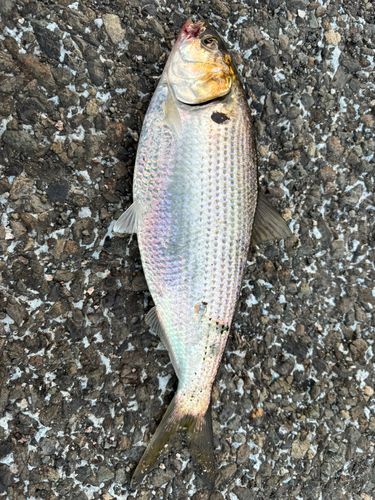熱海港海釣り施設