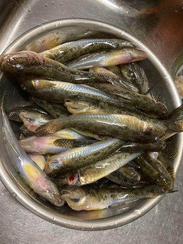 ハゼの釣果