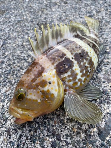 ツバスの釣果