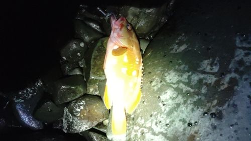 アカハタの釣果