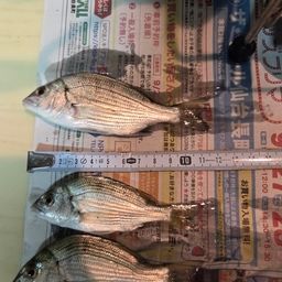 チンチン