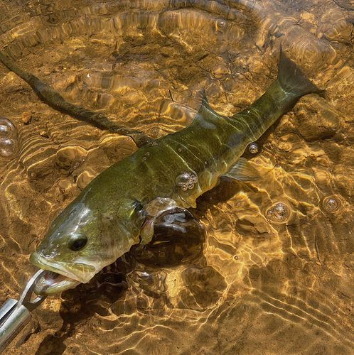 ブラックバスの釣果