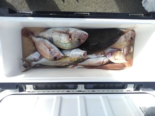 マダイの釣果