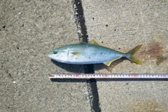 フクラギの釣果