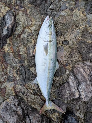 ヤズの釣果