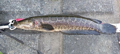 ライギョの釣果
