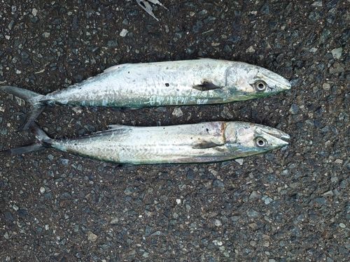 サゴシの釣果
