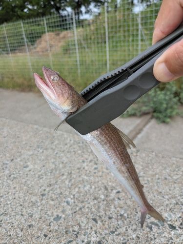 エソの釣果