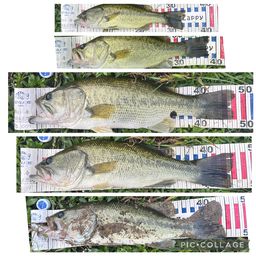 ブラックバス