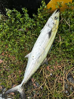 サゴシの釣果