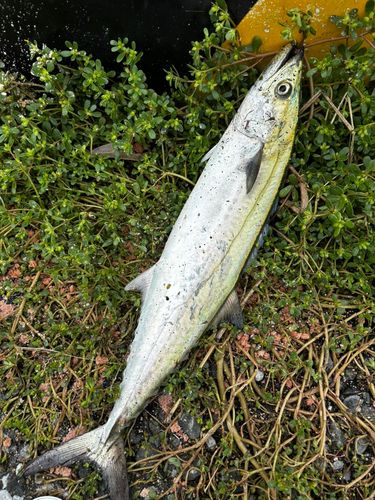 サゴシの釣果