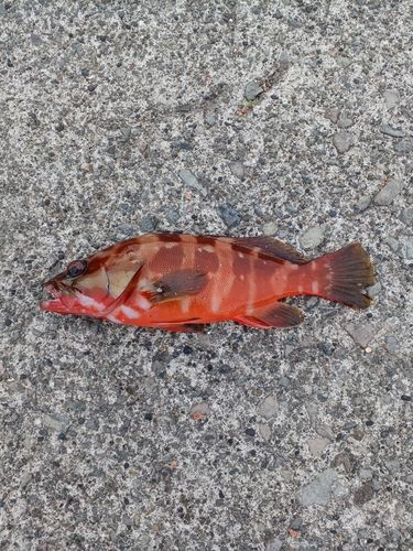 アカハタの釣果