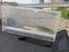 アブラハヤの釣果