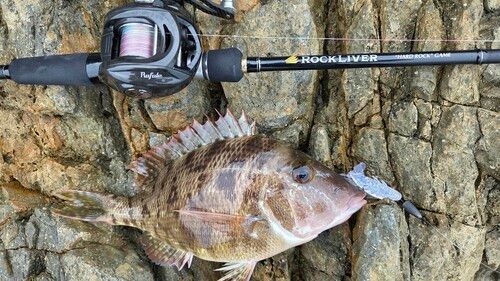 フエフキダイの釣果