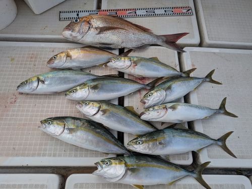ヤズの釣果