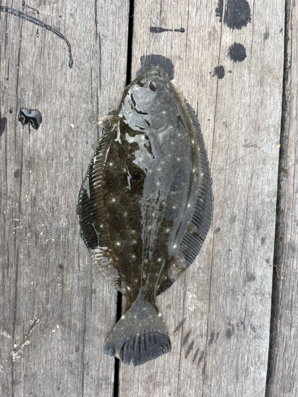 アウロノカラ・ヤコブフレイベルギィ