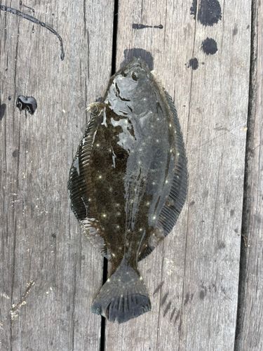 アウロノカラ・ヤコブフレイベルギィの釣果