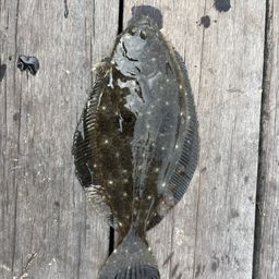 アウロノカラ・ヤコブフレイベルギィ