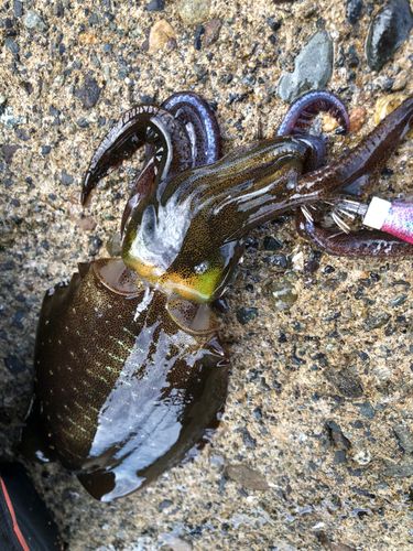 アオリイカの釣果