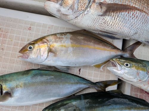 ネリゴの釣果