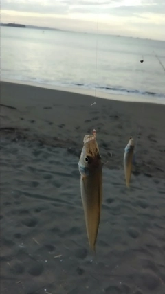 シロギスの釣果