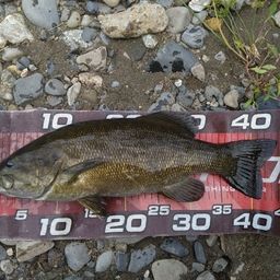 スモールマウスバス