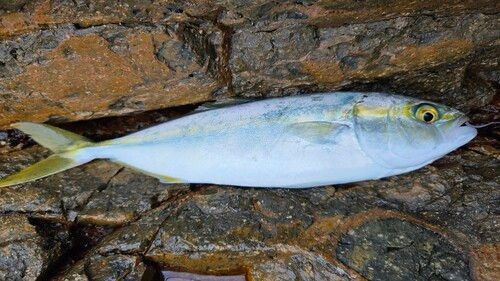 ツバスの釣果