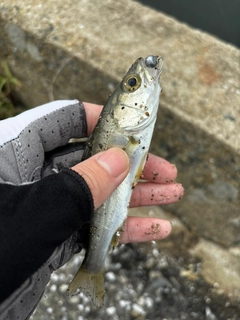 セイゴ（タイリクスズキ）の釣果