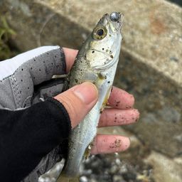 セイゴ（タイリクスズキ）