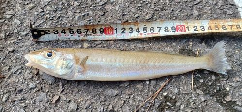 シロギスの釣果