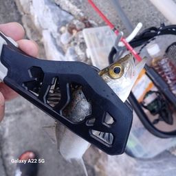 セイゴ（タイリクスズキ）