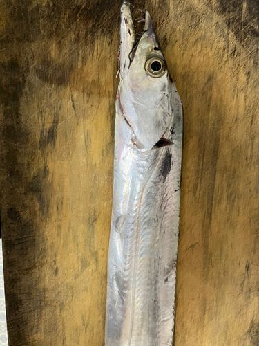 タチウオの釣果