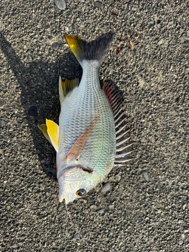 キビレの釣果