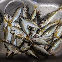 アジ