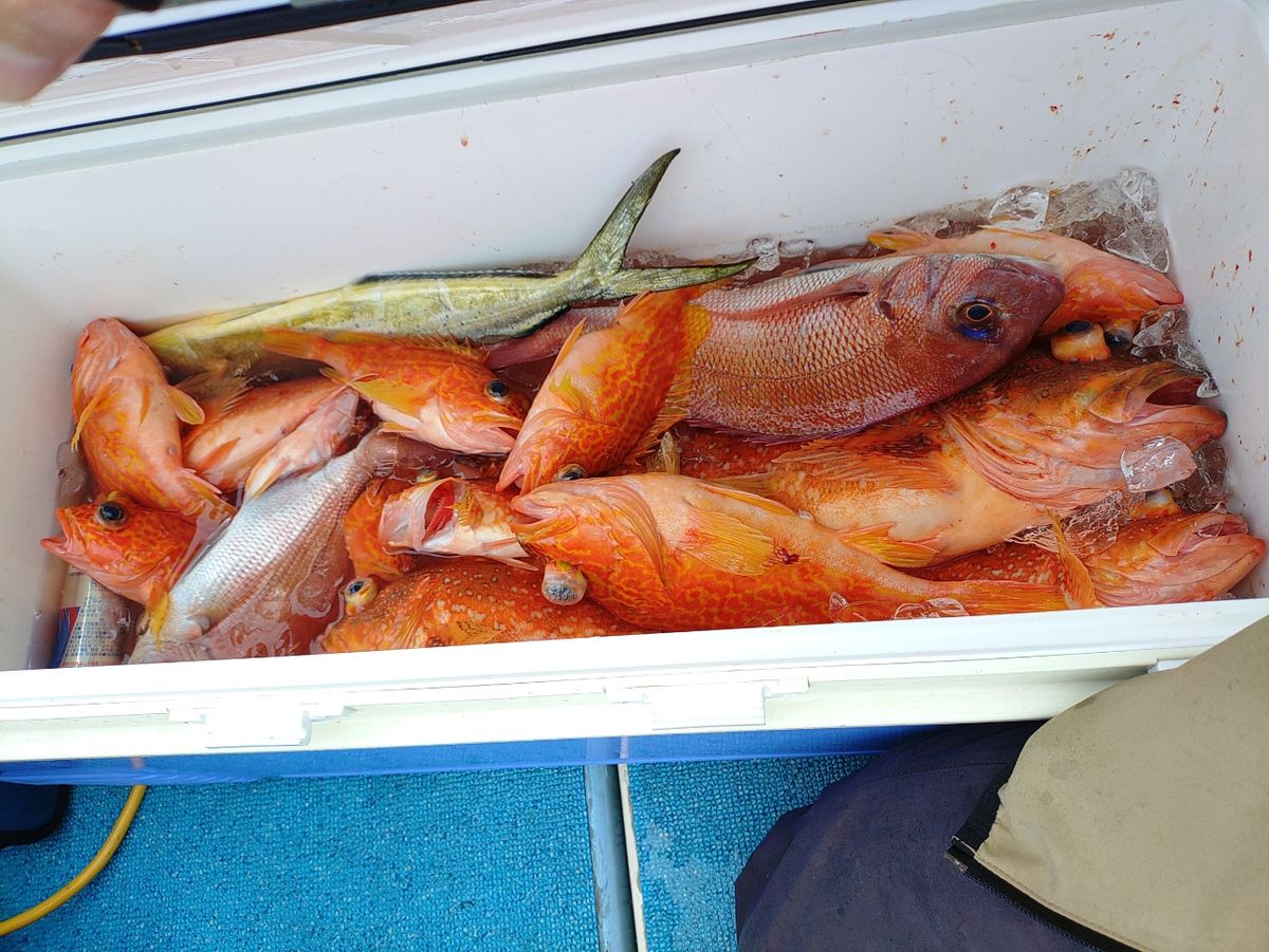 Devilrayさんの釣果 1枚目の画像