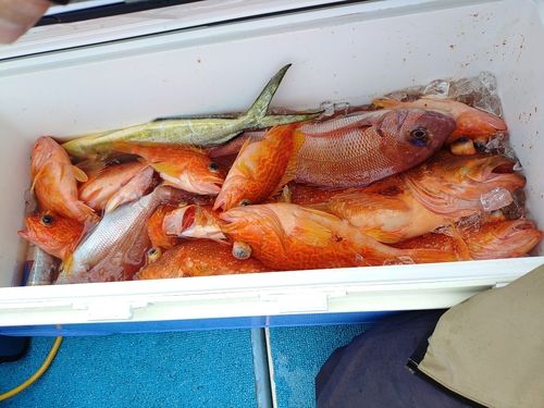 ウッカリカサゴの釣果