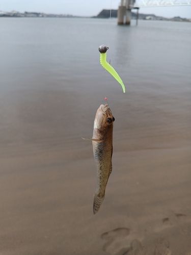 マハゼの釣果