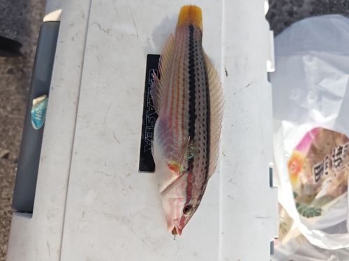 キュウセンの釣果