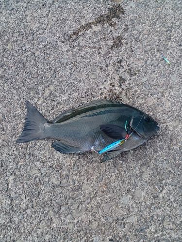 メジナの釣果