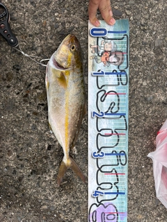 シオの釣果
