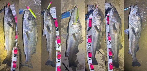 シーバスの釣果