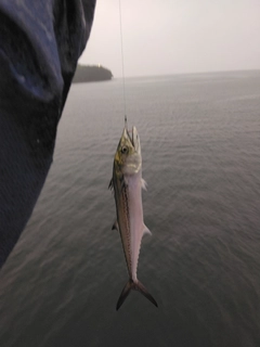 サゴシの釣果