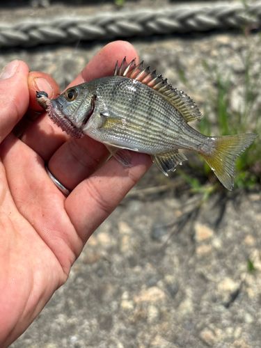 キビレの釣果