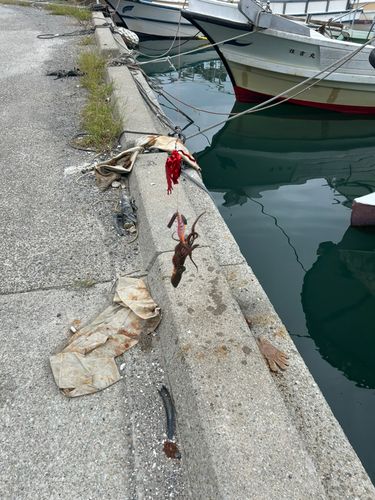 タコの釣果
