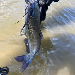 アメリカンキャットフィッシュ